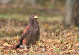 <p>KÁNĚ HARRISOVA (Parabuteo unicinctus) /Common buzzard - Mäusebussard/</p>